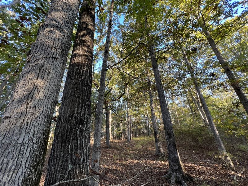 18.40 Ac Camp Hill/Waverly : Camp Hill : Tallapoosa County : Alabama