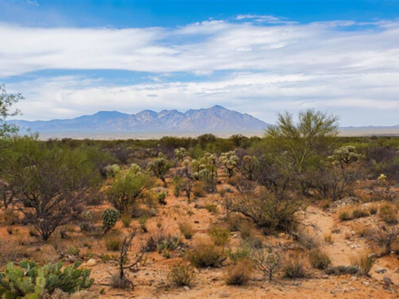 Hidden Gems of The Sonoran Desert : Tucson : Pima County : Arizona