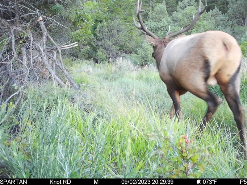Cow Creek 642 : Rifle : Garfield County : Colorado