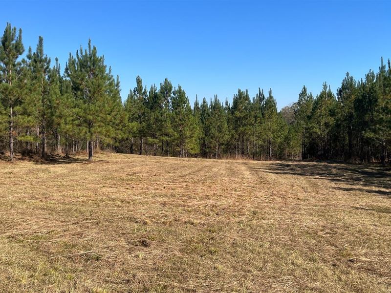 Hunt & Grow Pine Trees : Gordon : Baldwin County : Georgia