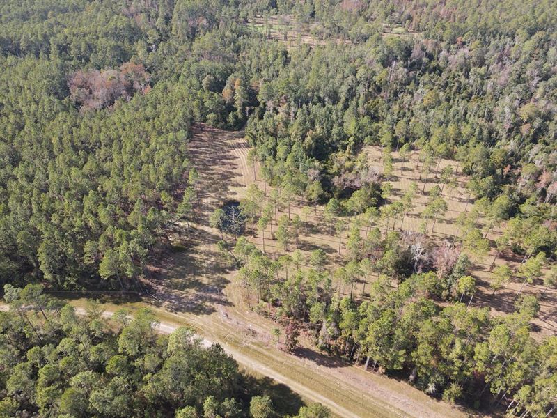 Pacific Hunting Grounds : Greenville : Madison County : Florida