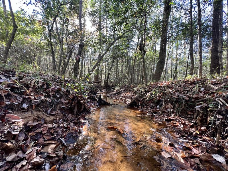 40 Acres Shellhorn Tract : Troy : Pike County : Alabama