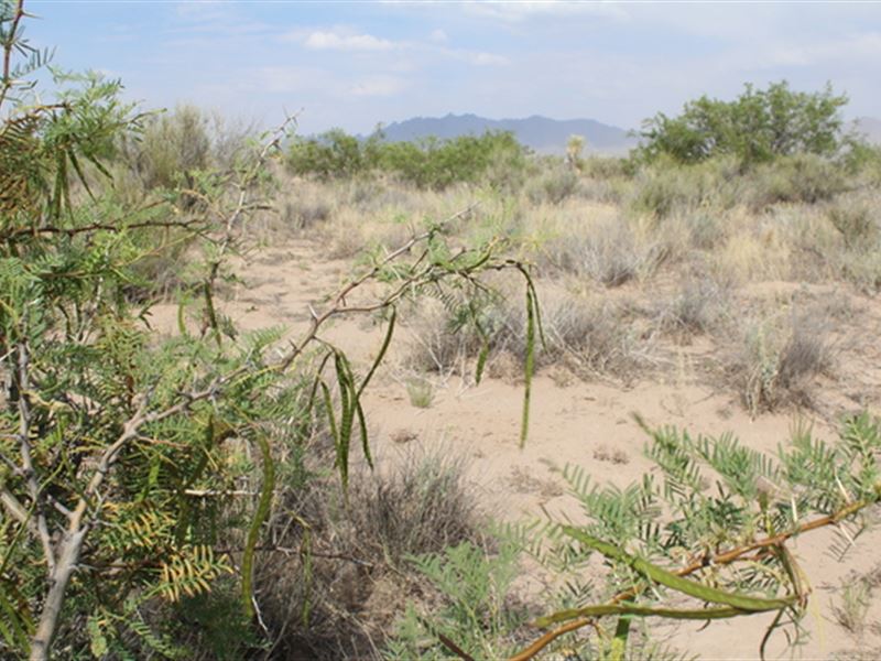 Biggest Sale of The Year is Here : Deming : Luna County : New Mexico