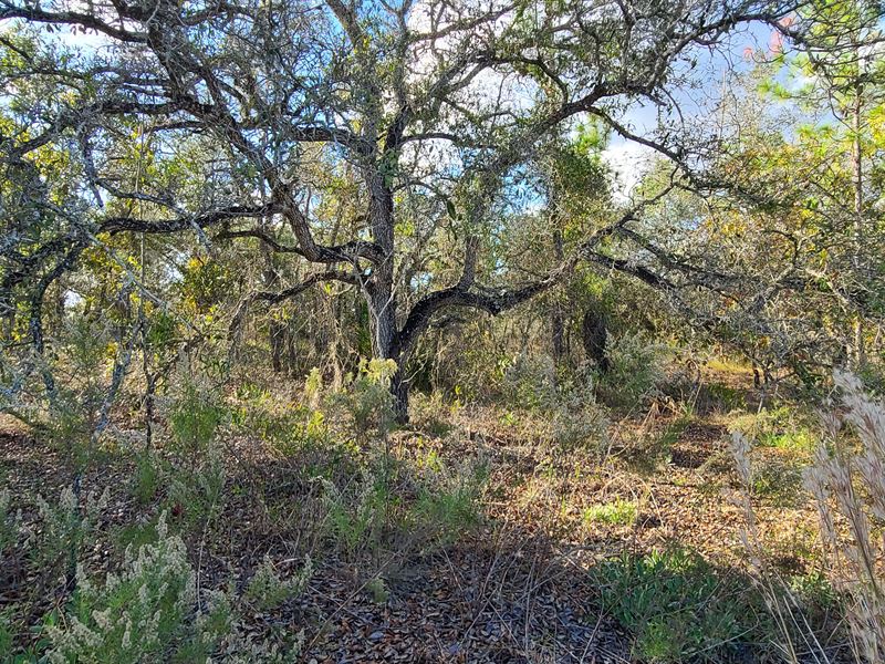 Royal Highlands & No HOA Fees : Weeki Wachee : Hernando County : Florida