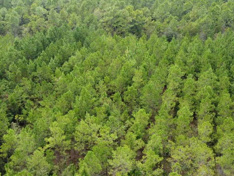 Settlement Road Pines, Tract B : Register : Bulloch County : Georgia
