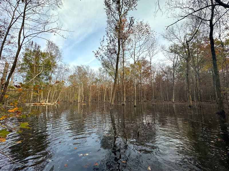 113.49 Surveyed Acres Green Timber : McCrory : Woodruff County : Arkansas