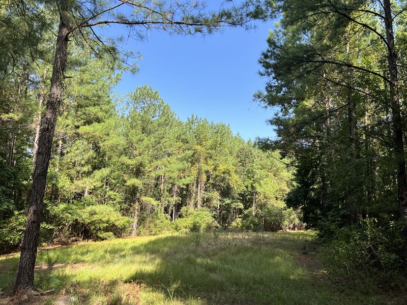 Ridge Run Tract : Dozier : Covington County : Alabama