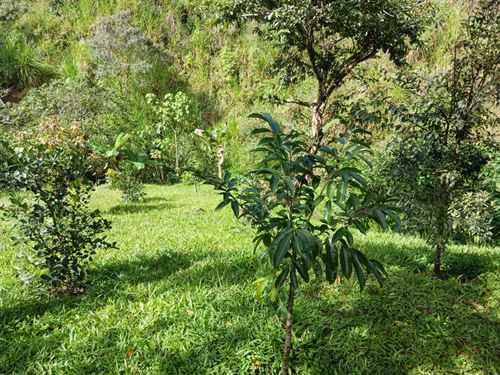 12 Acre Estate : Pacayitas : Costa Rica