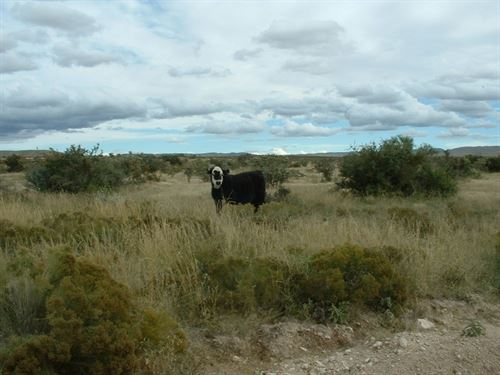 Bogo 20 Ac Free, 40 Ac $695 Down : Sierra Blanca : Hudspeth County : Texas