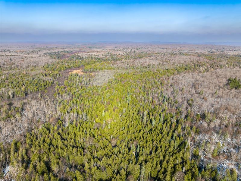 40 AC in Ottawa National Forest : Marenisco : Gogebic County : Michigan
