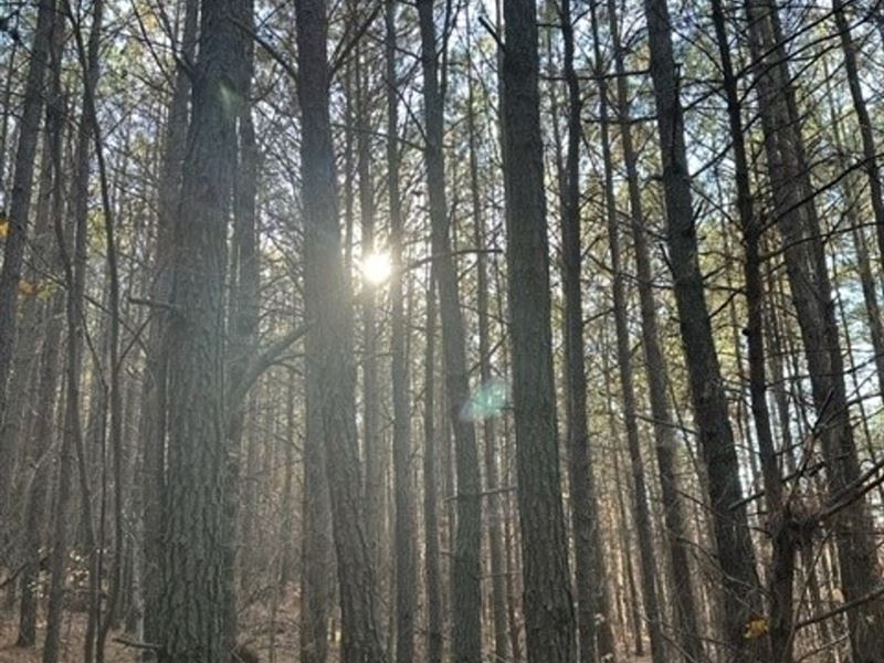 5.05 Acres Unrestricted Wooded pr : Dunlap : Sequatchie County : Tennessee