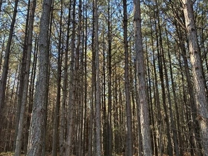 5.22 Acres Unrestricted Wood Prop : Dunlap : Sequatchie County : Tennessee