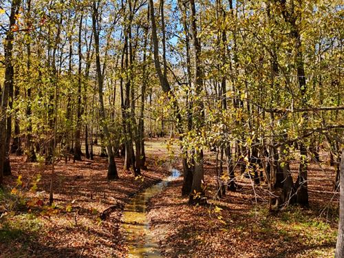 280 Acres In Tallahatchie County : Minter City : Tallahatchie County : Mississippi