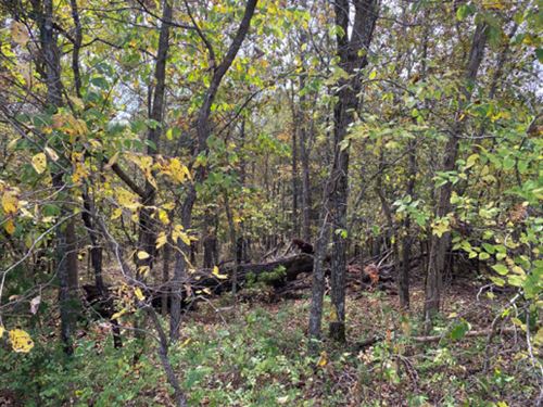 Nicely Wooded in Lake Community : Edwards : Benton County : Missouri