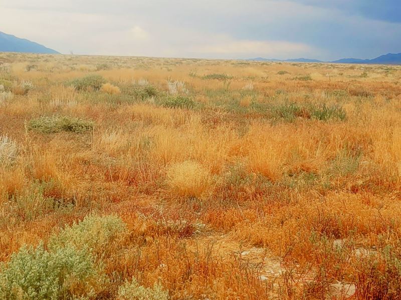 Nevada's Untouched Beauty : Montello : Elko County : Nevada