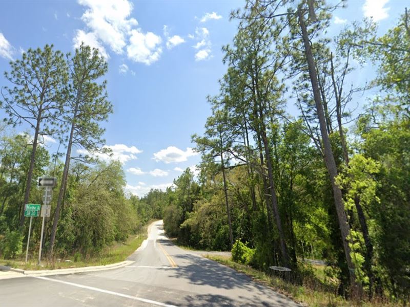 Rural Bliss, Urban Access, $99 Down : Interlachen : Putnam County : Florida