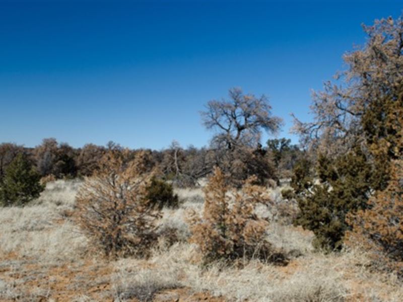 Calling All Adventurous Souls : Ramah : Cibola County : New Mexico