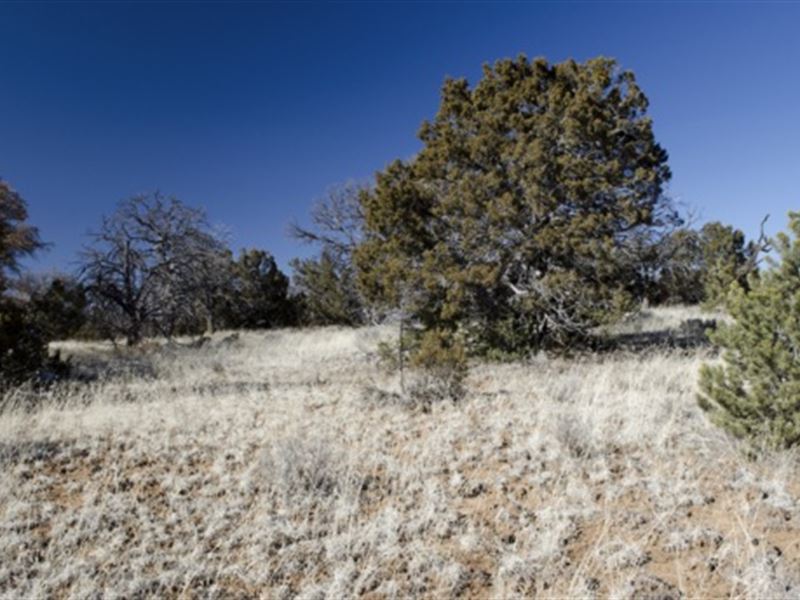 Enjoy a Hunting Paradise in Ramah : Ramah : Cibola County : New Mexico