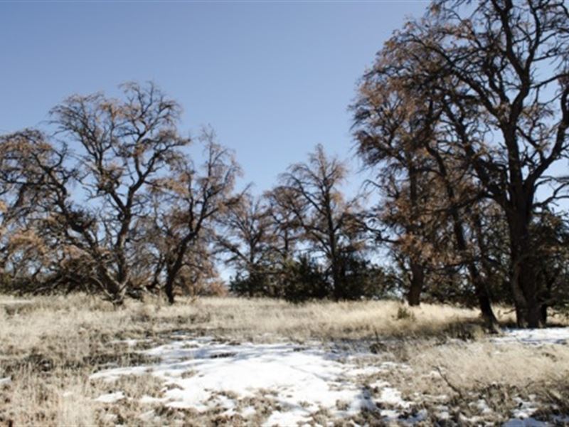 Hear Call of The Wild : Ramah : Cibola County : New Mexico