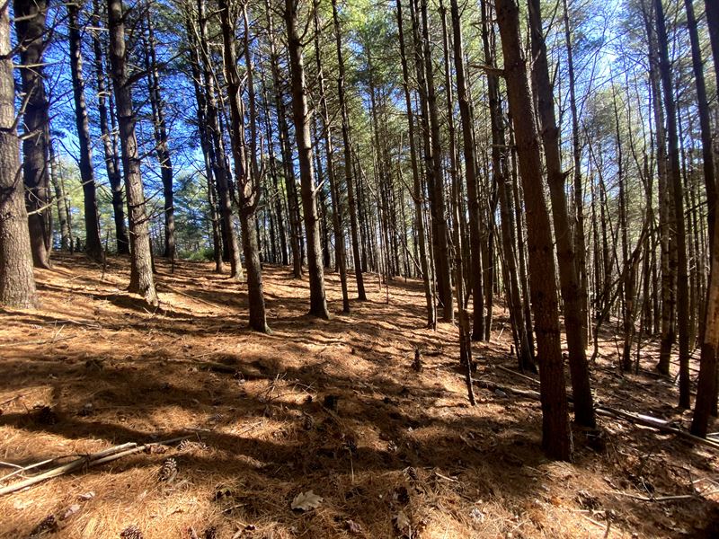 Active Spring on Mountain Land : West Jefferson : Ashe County : North Carolina