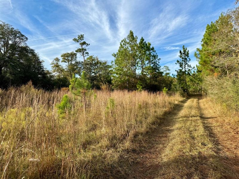 Elsanor Hunting & Timber Retreat : Elsanor : Baldwin County : Alabama