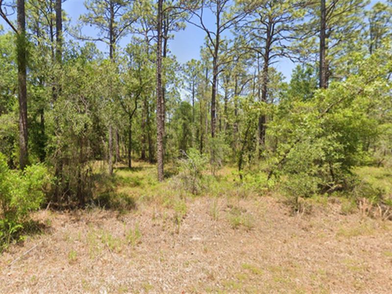 $299 To Start Your Florida Legacy : Dunnellon : Marion County : Florida