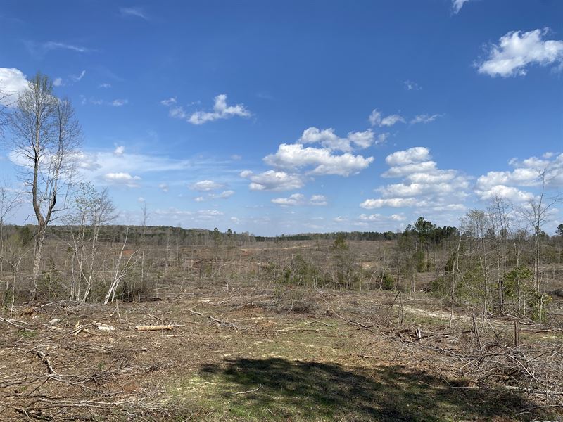 Towhee Twiggs Tract C : Jeffersonville : Twiggs County : Georgia
