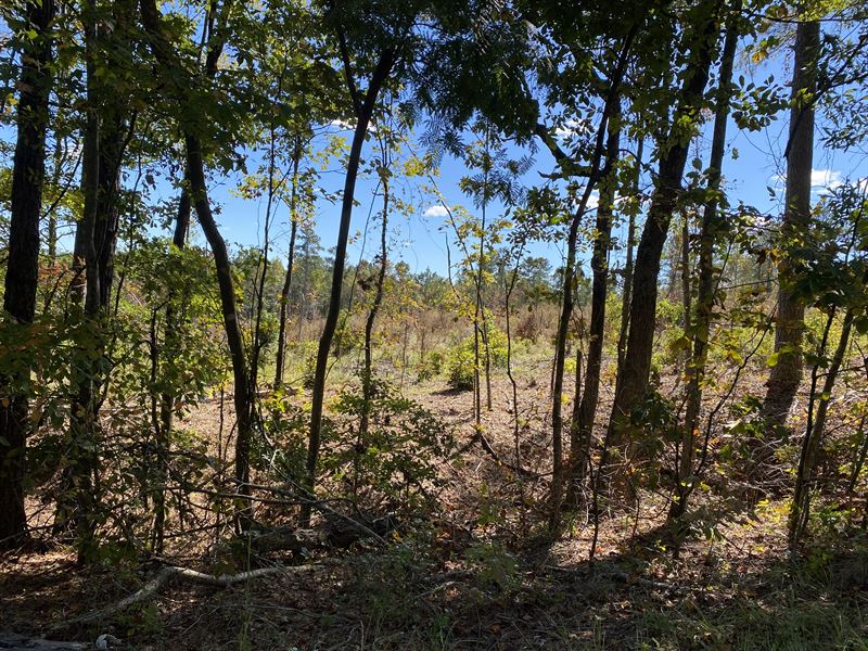 Towhee Twiggs Tract D : Jeffersonville : Twiggs County : Georgia