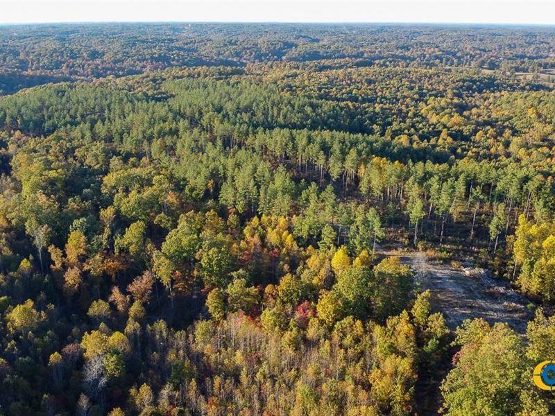Fire Tower East Tract : Erin : Houston County : Tennessee