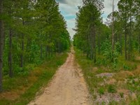 Bucks 6/7 Tract 3 : Conway : Horry County : South Carolina