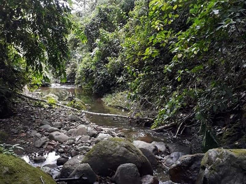 Property Near The River : Pejibaye : Costa Rica