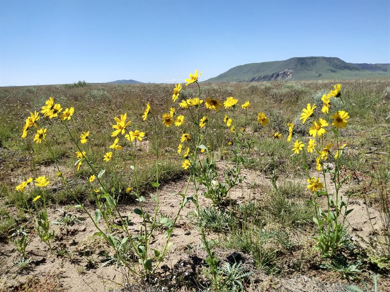 Land Nearby The Majestic Rio Grande : San Luis : Costilla County : Colorado
