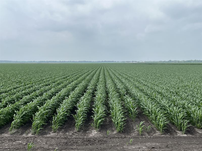 S & F Farm : Damon : Fort Bend County : Texas