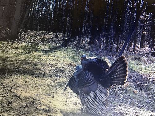 43 Acres In Holmes County, MS : Cruger : Holmes County : Mississippi