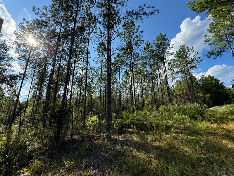 24.74 Ac, Pleasant Rd Camp Hill : Camp Hill : Tallapoosa County : Alabama