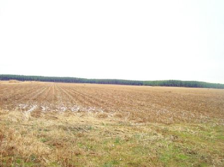 Cotton Farm At 2.5 Per Acre Cotton : Augusta : Woodruff County : Arkansas