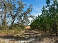 Duval Pond 160 Acre Tree Farm : Madison : Florida