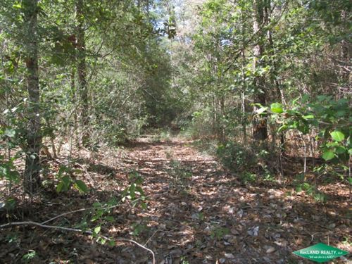 277.1 Ac Hunting Tract Along River : Buna : Jasper County : Texas