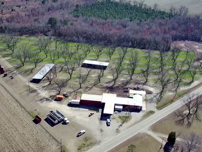 Incredible Pecan Orchard : Davisboro : Washington County : Georgia
