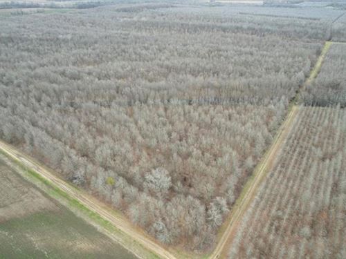 160 Acres in East Carroll Parish : Lake Providence : East Carroll Parish : Louisiana