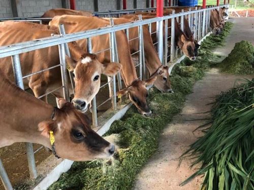 Beautiful 37 Acre Farm : Upala Alajuela : Costa Rica