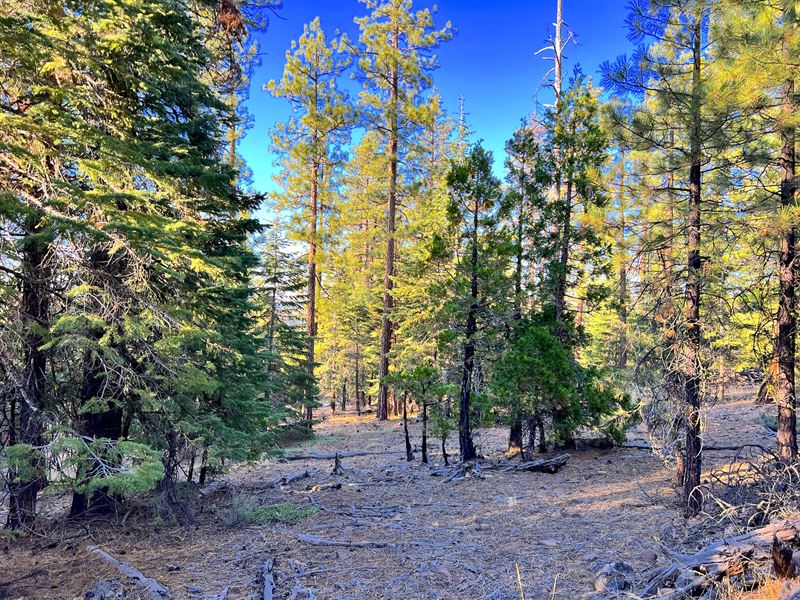 Retirees, Campers, & Builder's Spot : Alturas : Modoc County : California