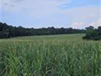Beautiful Farm with Paved Frontage : Opp : Covington County : Alabama