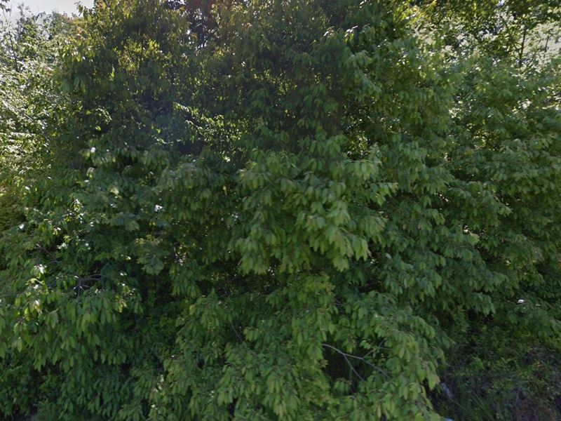 Cute Vacant Lot Dermott, Arkansas : Fairfield Bay : Chicot County : Arkansas