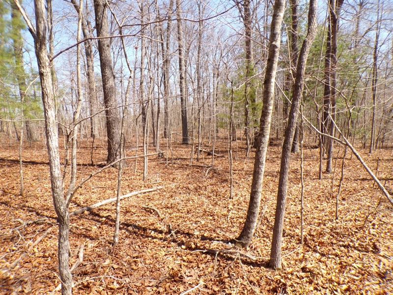 Wooded, Level, Great Possibilities : Crossville : Cumberland County : Tennessee