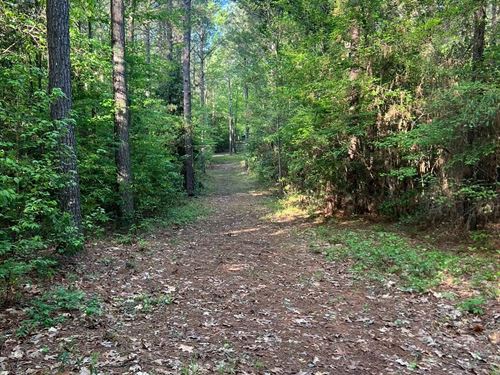 Jackson Parish Timber Tract 3 : Eros : Jackson Parish : Louisiana