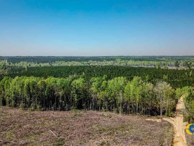 Ellis Road Tract : Jefferson : Kershaw County : South Carolina