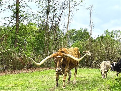 35 Acres in Holmes County at 9767 : Lexington : Holmes County : Mississippi