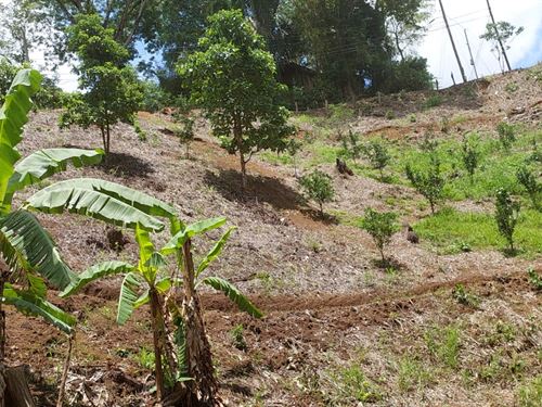 Beautiful Little Farm : San Jose Acosta : Costa Rica