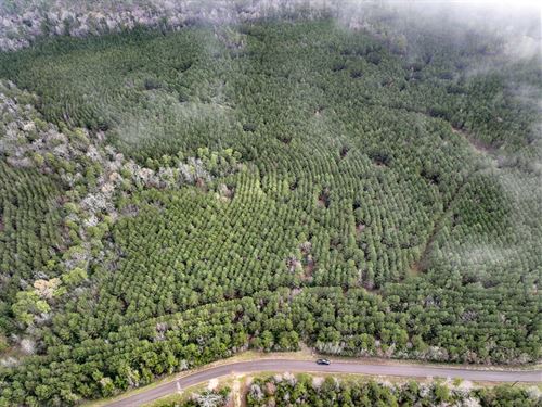 36 Acres, T-15 CR 2140 : Wheeler Springs : Houston County : Texas